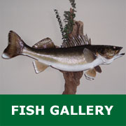 Fish Mounts